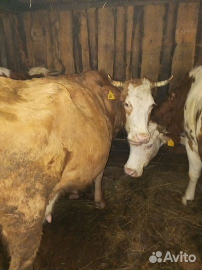 Корова стельная дойная