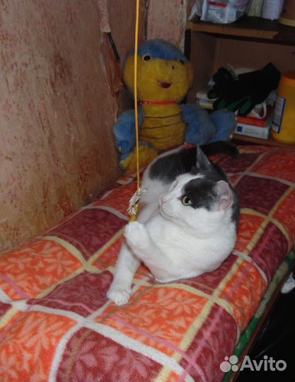 Кошки бесплатно