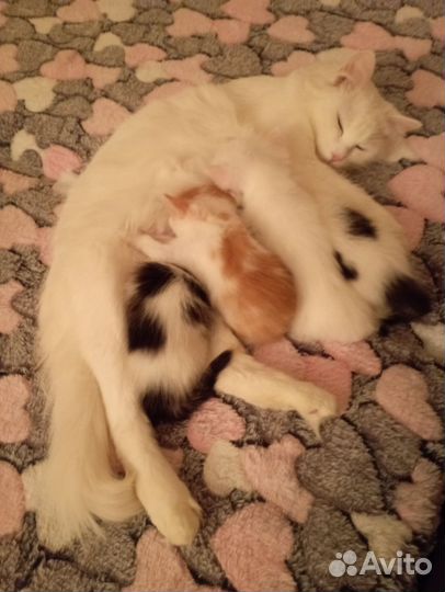 Пушистые котята Турецкой ангоры