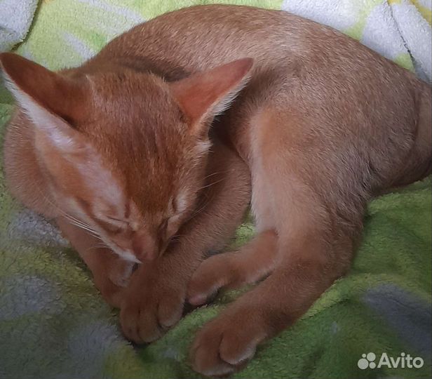 Абиссинский котенок