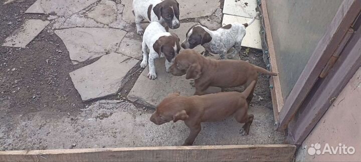 Щенки курцхаара