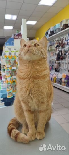 Кот в добрые руки