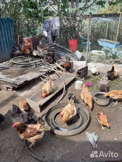 Утки,куры, петухи