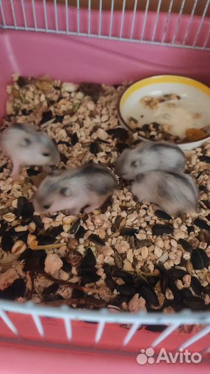 Джунгарский хомяк