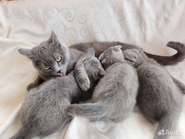 Британские котята