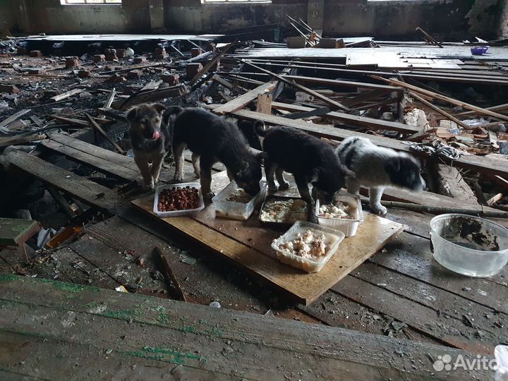 Щенок в добрые руки