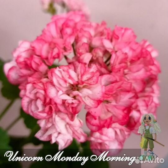 Пеларгония герань сортовая розебудная