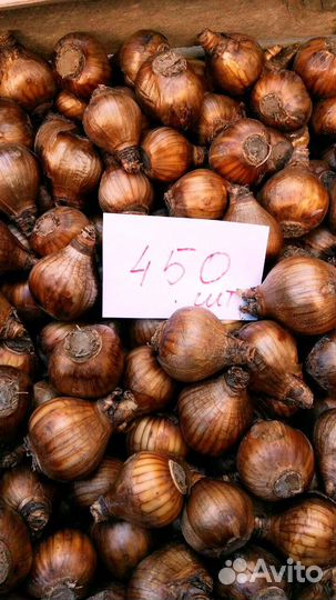 Луковицы нарциссов