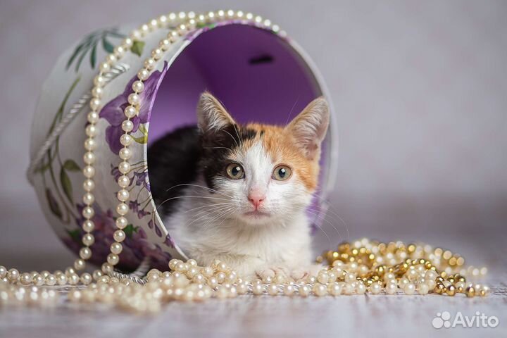 Котёнок девочка трёхцветная