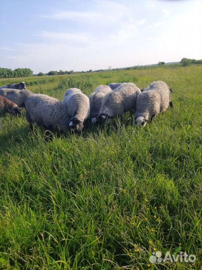 Романовские овцы, бараны