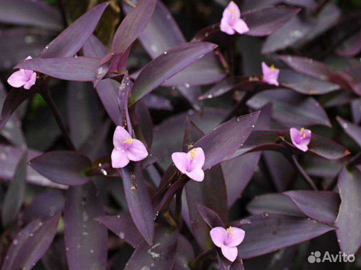 Традесканция фиолетовая