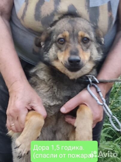 Собака в добрые руки отдам бесплатно