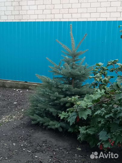 Ель голубая