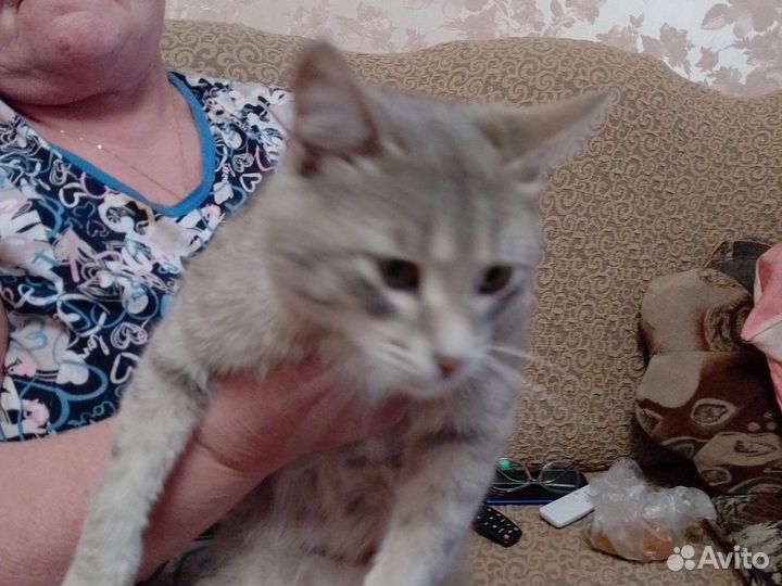 Кот в дар бесплатно