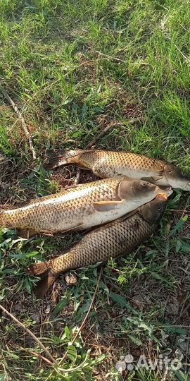 Рыбалка и отдых