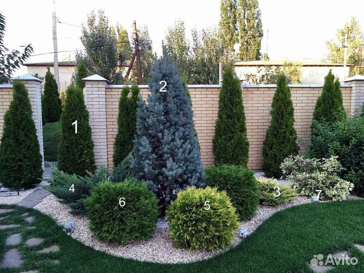 Туя западная Смарагд (Smaragd) 120см