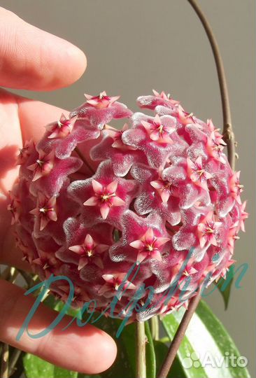 Хойи pubicalyx, bella, australis LIsa,Macrophylla