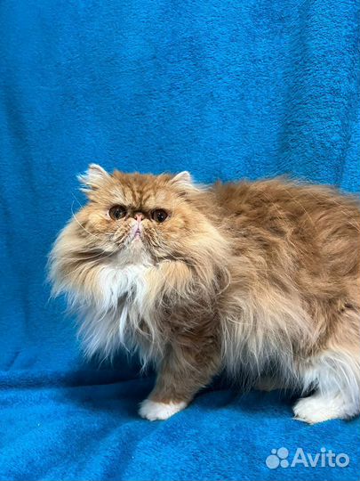 Персидская