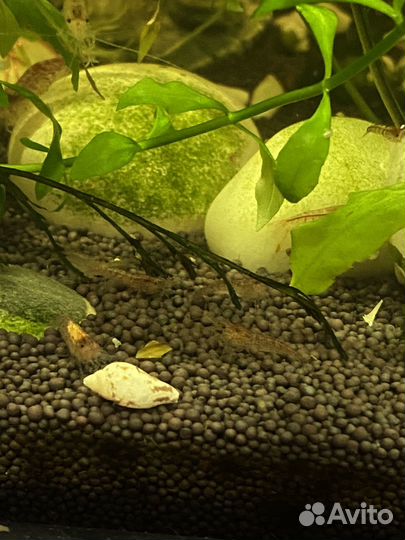 Аквариумные креветки