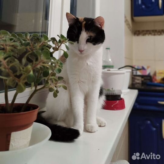 Кошечка в добрые руки