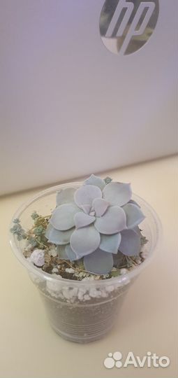 Суккуленты 100 р