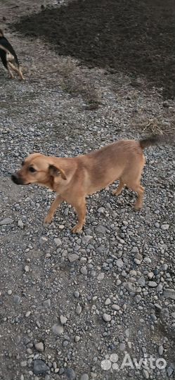 Щенки, собака в добрые руки