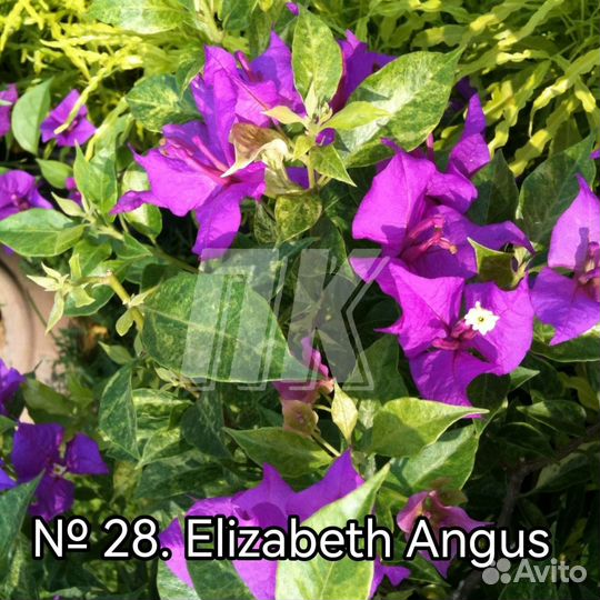 Бугенвиллия