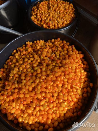 Продам облепиху