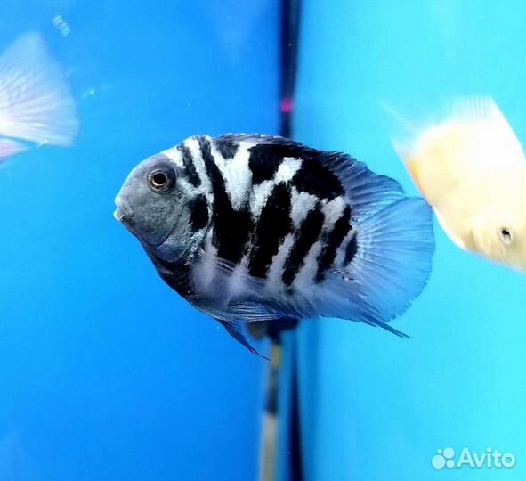 Рыбка аквариумная,в наличии и под заказ