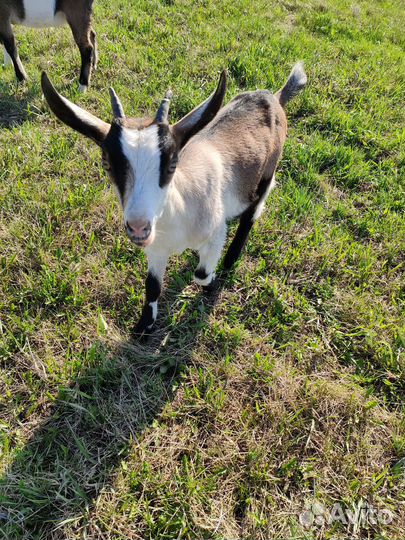 Козлята альпийской породы, 100%