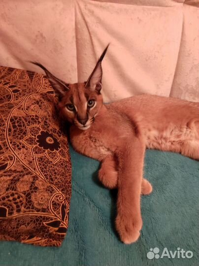 Передержка любых животных от хомячков до дикарей