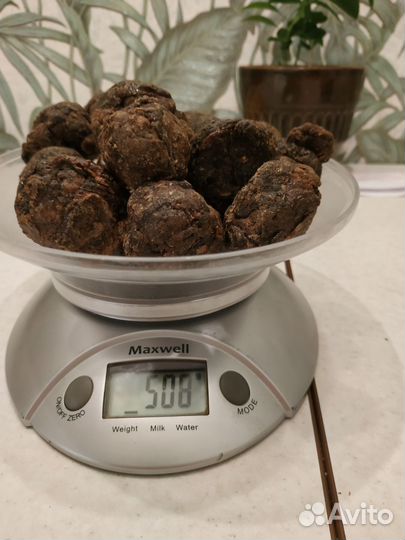 Прополис пчелиный