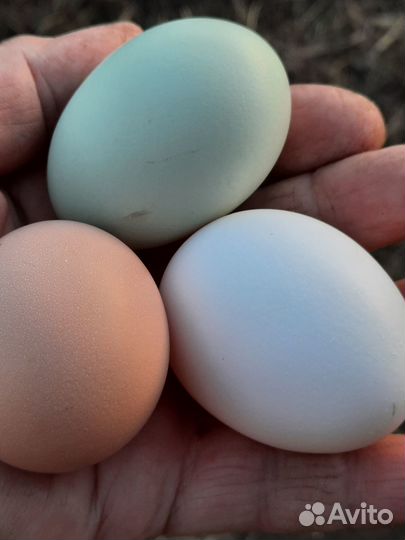 Домашние куриные яйца