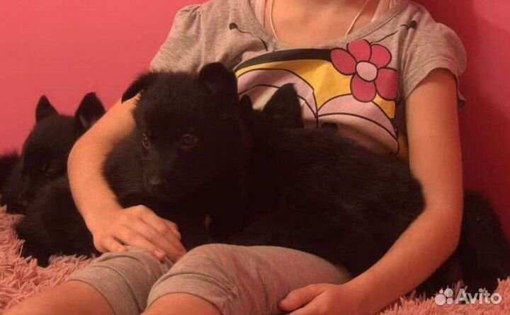 Малыши немецкой овчарки