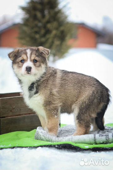 Малышка - очаровашка, 2 месяца, привита