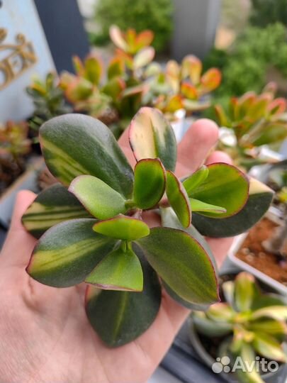 Крассула Solana