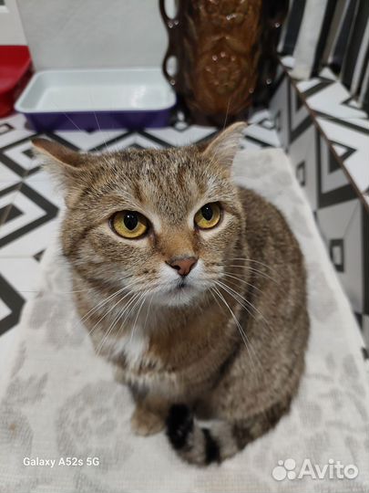 Спасите Соню