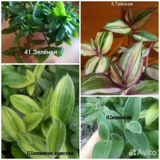 Традесканции 44 сорта