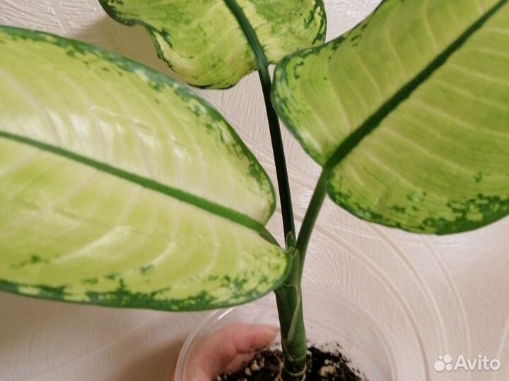 Дифенбахия