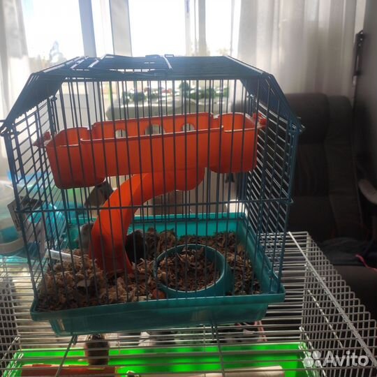 Джунгарский хомяк