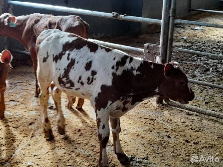 Бычки и быки
