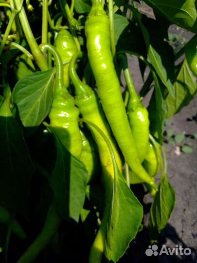 Морковь, Перец болгарский, горький струч