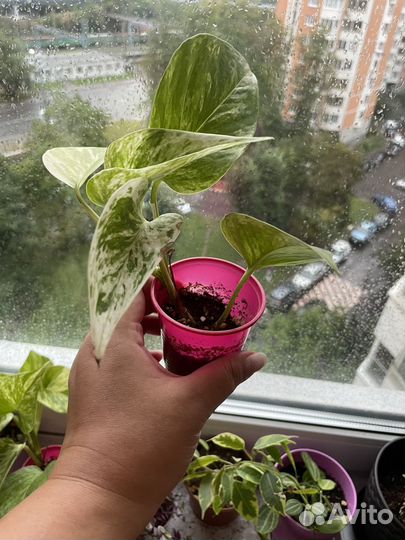 Сциндапсус эпипремнум