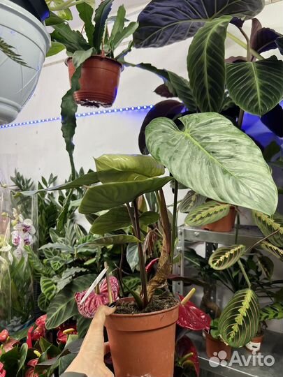 Филодендрон Мамей