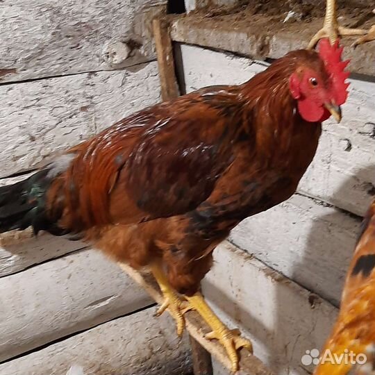 Куры петухи