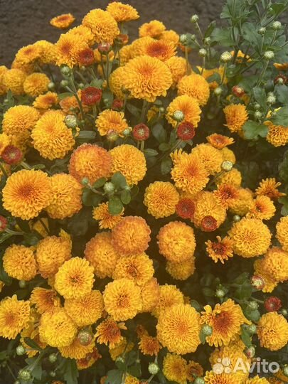 Хризантемы