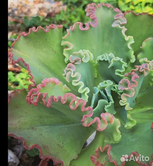 Эхеверия кан кан