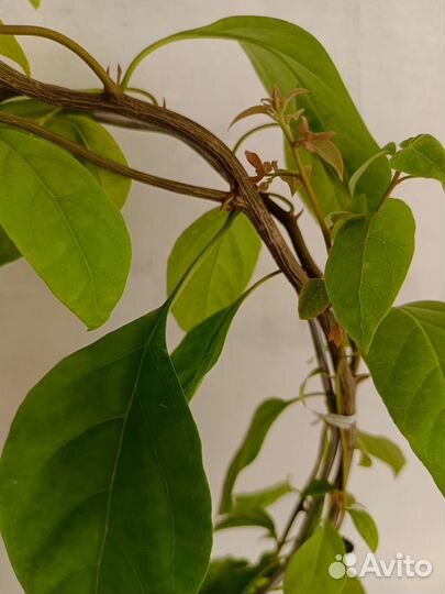 Бугенвиллия