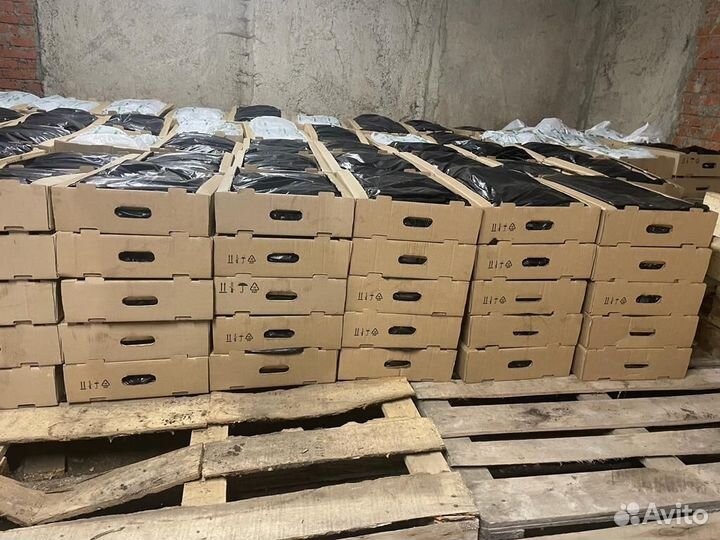 Саженцы ели окс от производителя