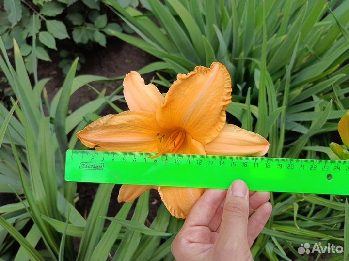 Лилейники сортовые